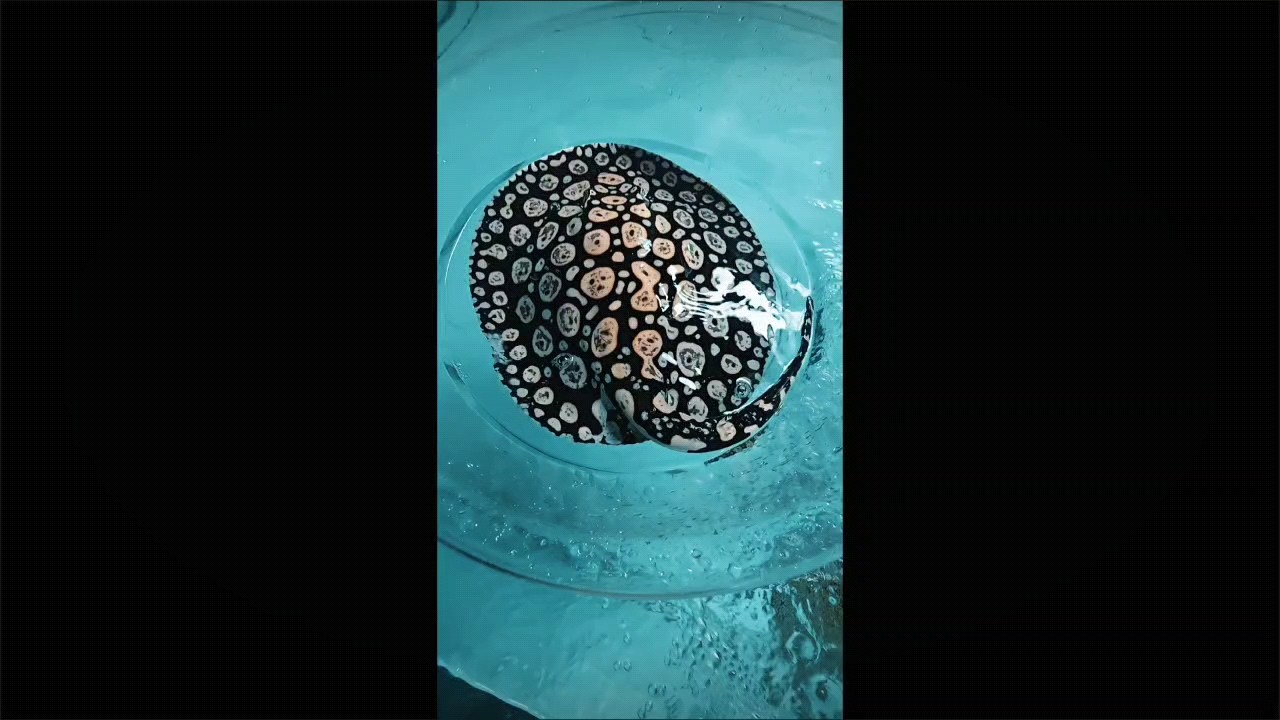 超級直線種公