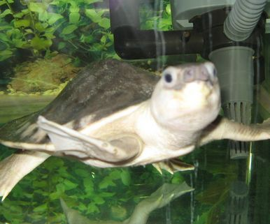 銀龍魚和金龍魚哪個更適合新手養殖？，新手養殖銀龍魚和金龍魚哪個更適合新手養殖