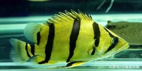 純泰虎魚(yú)價(jià)格及圖片：泰國(guó)純泰虎魚(yú)的價(jià)格