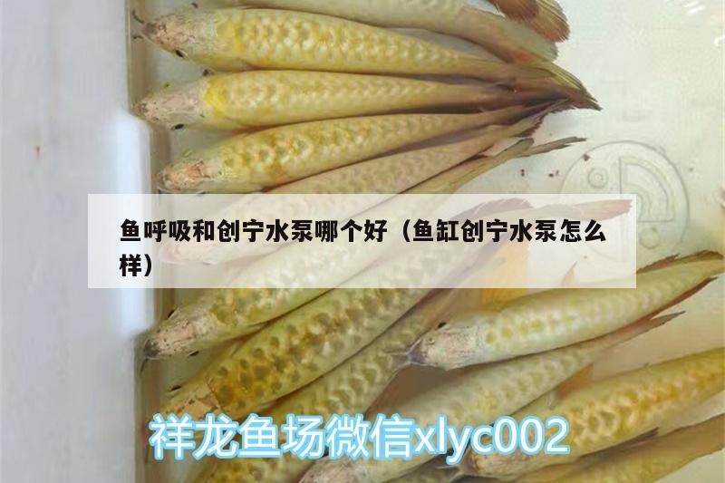魚呼吸和創寧水泵哪個好（魚缸創寧水泵怎么樣）