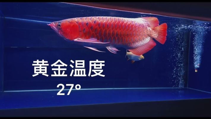 27度養(yǎng)龍魚vs祥龍魚場(chǎng)：27度水溫養(yǎng)龍魚的注意事項(xiàng),祥龍魚場(chǎng)龍魚價(jià)格對(duì)比