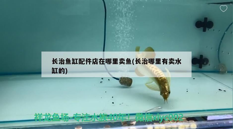 長治魚缸配件店在哪里賣魚(長治哪里有賣水缸的)