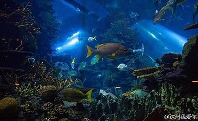 達州水族館vs祥龍魚場（探討達州水族館與祥龍魚場之前需要明確兩者的主要區別）
