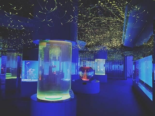 達州水族館vs祥龍魚場（探討達州水族館與祥龍魚場之前需要明確兩者的主要區別）