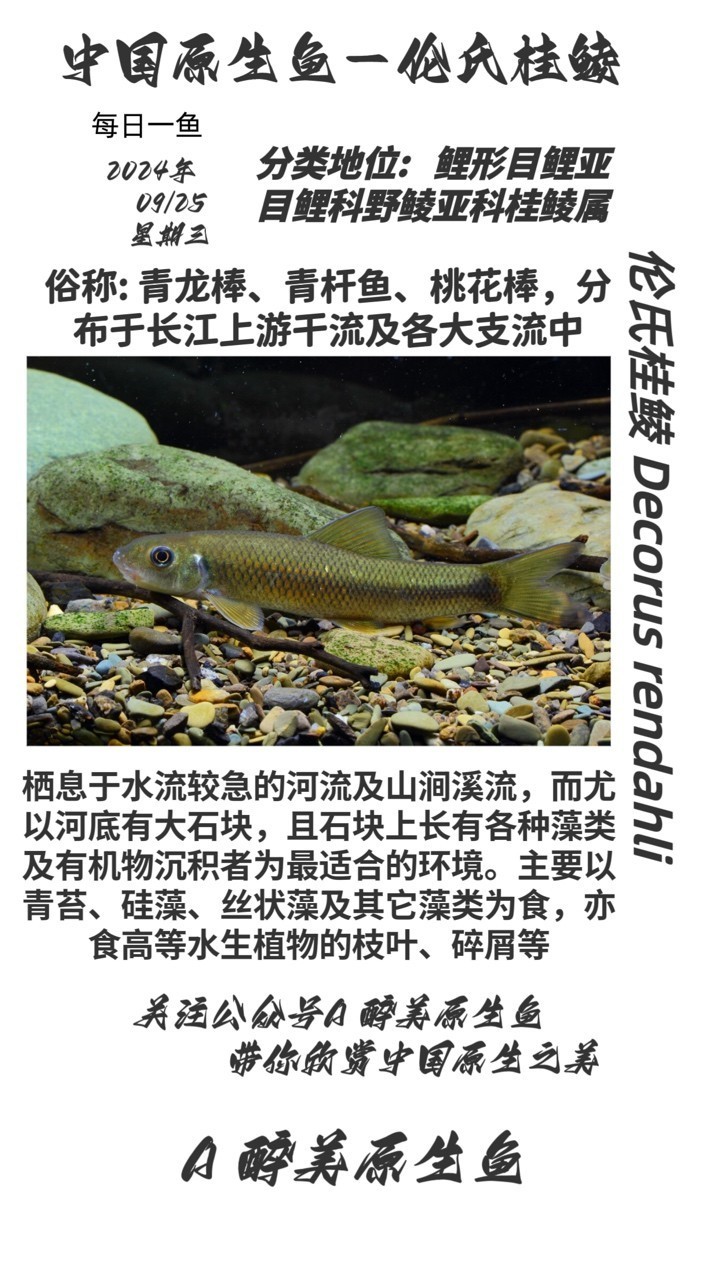 倫氏桂鯪
