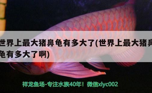 世界上最大豬鼻龜有多大了(世界上最大豬鼻龜有多大了啊)
