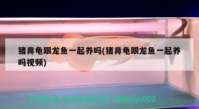豬鼻龜跟龍魚一起養嗎(豬鼻龜跟龍魚一起養嗎視頻)