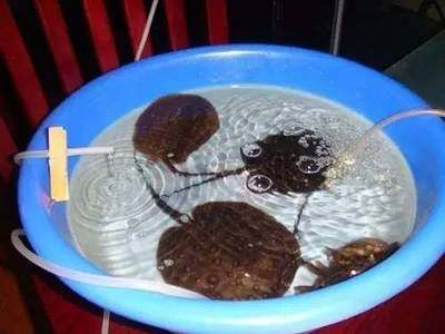 魟魚飼養(yǎng)注意事項
