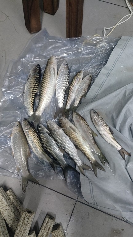 腎疼 龍魚論壇 第2張 腎疼 腎疼 龍魚論壇 第2張