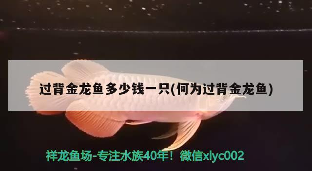 過背金龍魚多少錢一只(何為過背金龍魚)