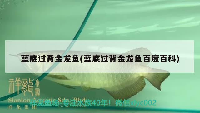 藍底過背金龍魚(藍底過背金龍魚百度百科)