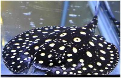 珍珠魟魚(yú)可以長(zhǎng)多大：珍珠魟魚(yú)生長(zhǎng)潛力的詳細(xì)信息：珍珠魟魚(yú)可以長(zhǎng)多大