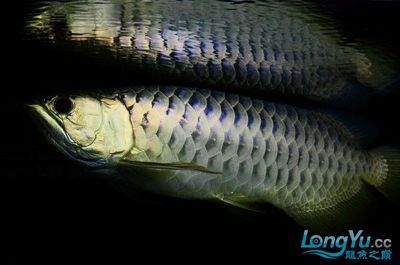 魟魚怕燈嗎：[需手動填充]魚害怕燈光嗎？