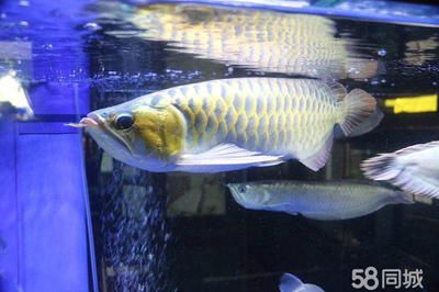 魟魚怕燈嗎：[需手動填充]魚害怕燈光嗎？