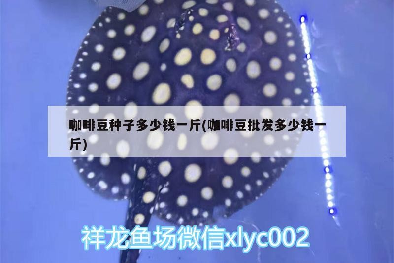 咖啡豆種子多少錢一斤(咖啡豆批發多少錢一斤)