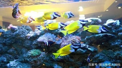 觀賞魚的分類標準是（熱帶海水觀賞魚的世界）
