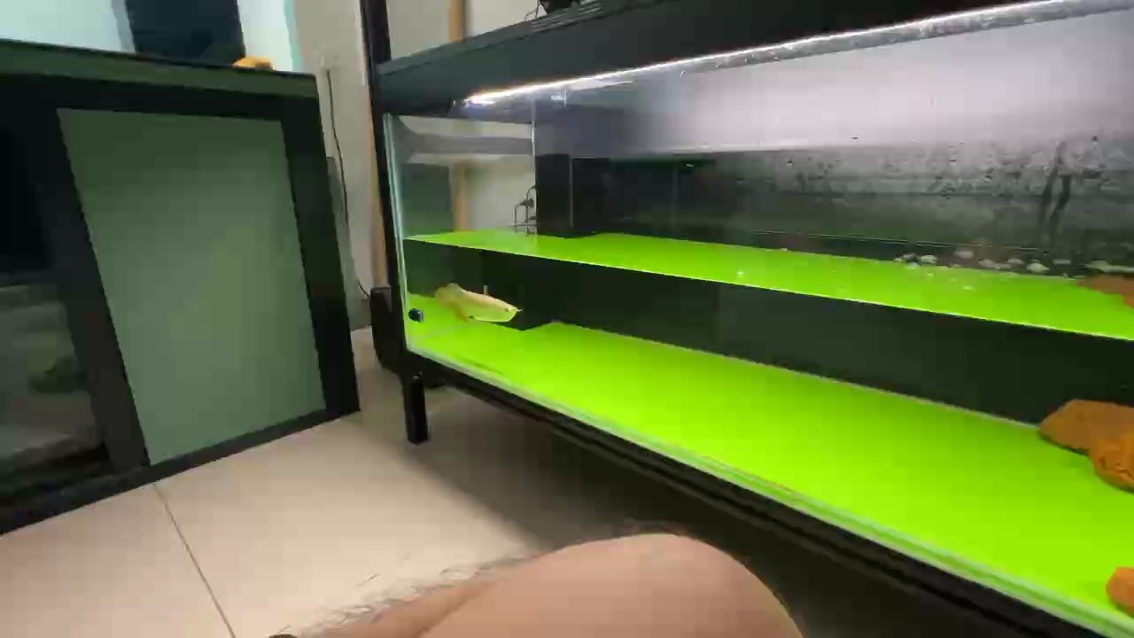 到家幾天來怎樣逗它都沒什么反應，今晚試一下用腳，誰知…！難道鯊魚仔有戀腳癖？[ciya]
