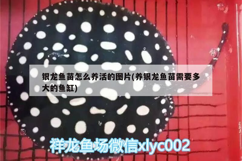 銀龍魚苗怎么養(yǎng)活的圖片(養(yǎng)銀龍魚苗需要多大的魚缸)