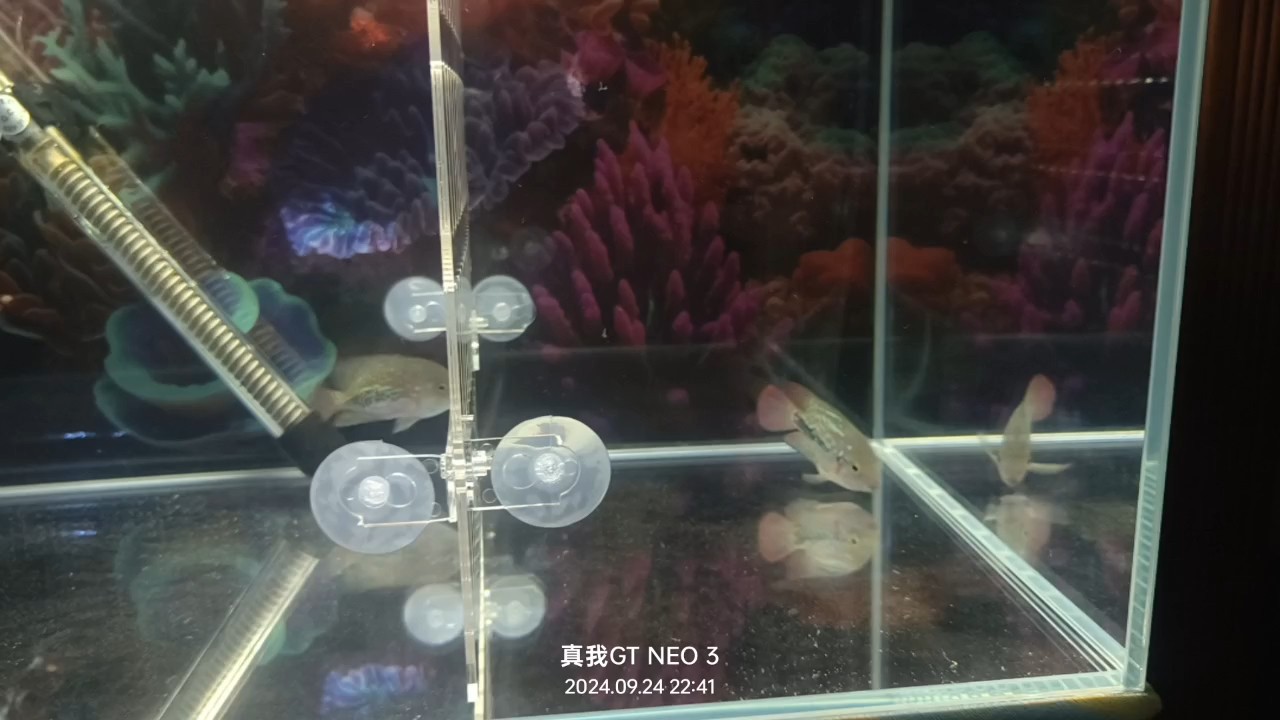 暴風雨過后，小魚終于安全到家，歡迎剛住進新家第二天的你[zhu]