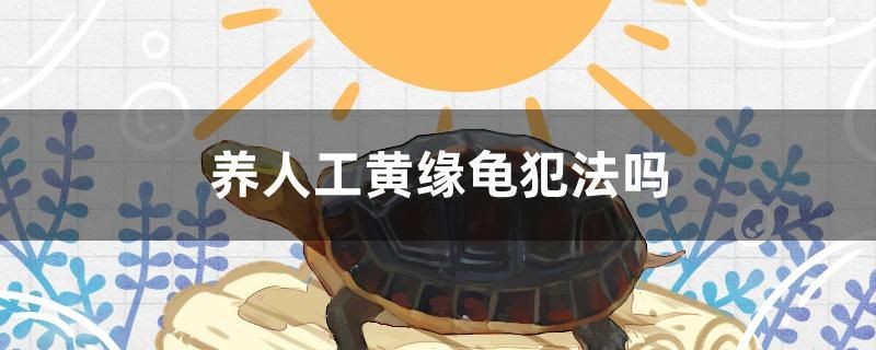 養人工黃緣龜犯法嗎