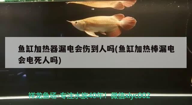 養人工黃緣龜犯法嗎