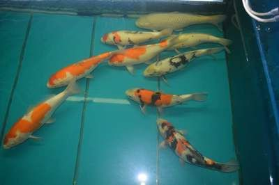 濮陽龍魚vs祥龍魚場（濮陽龍魚批發(fā)市場與祥龍魚場有什么區(qū)別？）