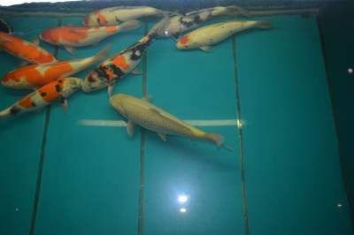 濮陽龍魚vs祥龍魚場（濮陽龍魚批發(fā)市場與祥龍魚場有什么區(qū)別？）