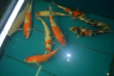 濮陽龍魚vs祥龍魚場（濮陽龍魚批發(fā)市場與祥龍魚場有什么區(qū)別？）
