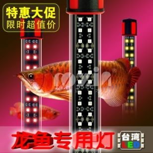 濮陽龍魚vs祥龍魚場（濮陽龍魚批發(fā)市場與祥龍魚場有什么區(qū)別？）