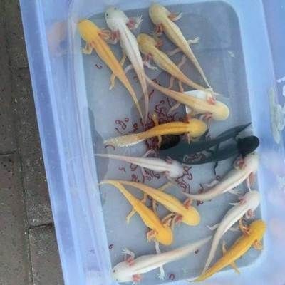 濮陽龍魚vs祥龍魚場（濮陽龍魚批發(fā)市場與祥龍魚場有什么區(qū)別？）