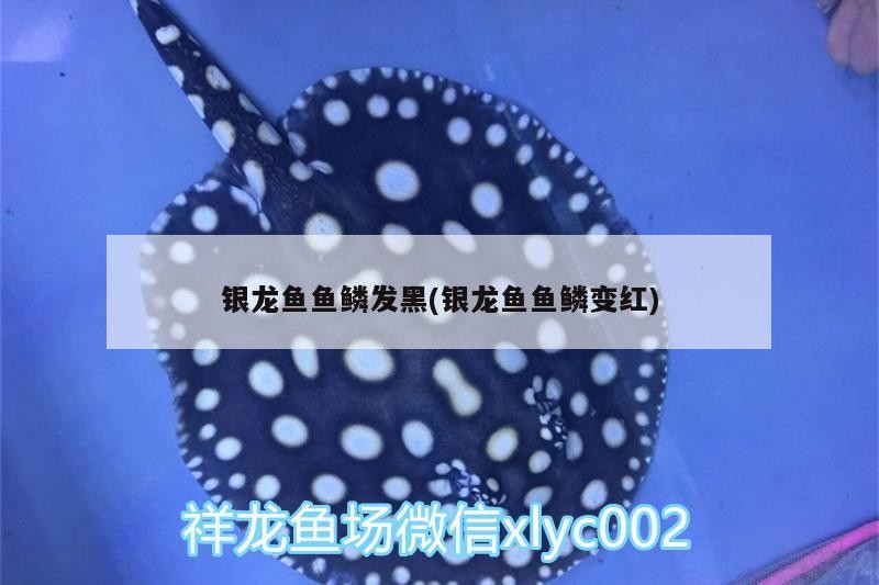銀龍魚魚鱗發黑(銀龍魚魚鱗變紅)