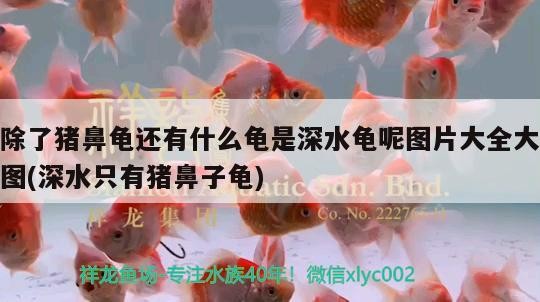 除了豬鼻龜還有什么龜是深水龜呢圖片大全大圖(深水只有豬鼻子龜)