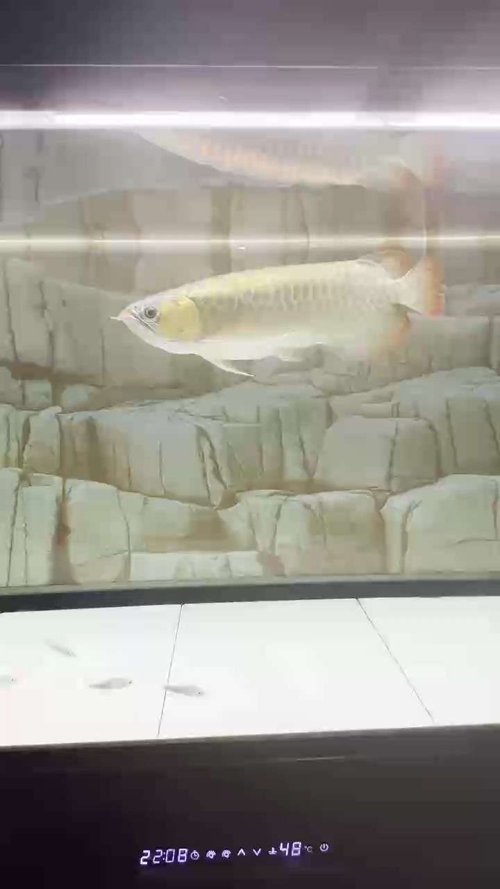 魚缸過濾器選購指南:自制魚缸過濾器魚缸上置過濾器對于養魚愛好者的必備知識 和諧共處 龍魚論壇 和諧共處 和諧共處 龍魚論壇
