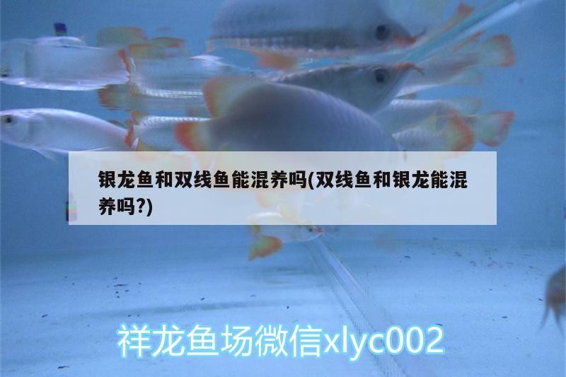 銀龍魚和雙線魚能混養(yǎng)嗎(雙線魚和銀龍能混養(yǎng)嗎?)