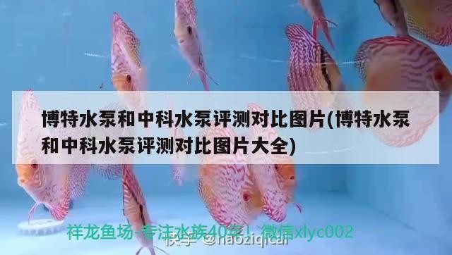 博特水泵和中科水泵評測對比圖片(博特水泵和中科水泵評測對比圖片大全)