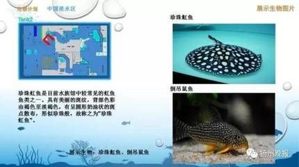 魟魚換水方法圖解：魟魚換水方法圖解[需手動填充]魚換水的基本方法和注意事項和注意事項