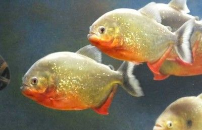 虎魚吃的多嗎：泰國虎魚吃的多嗎