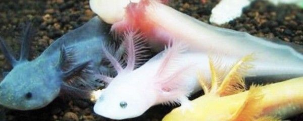 龍魚能喂紅蟲嗎：龍魚可以吃紅蟲嗎