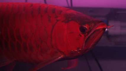 九江水族館vs祥龍魚場（九江水族館與祥龍魚場之前，我們需要明確兩者的主要業務和特點）