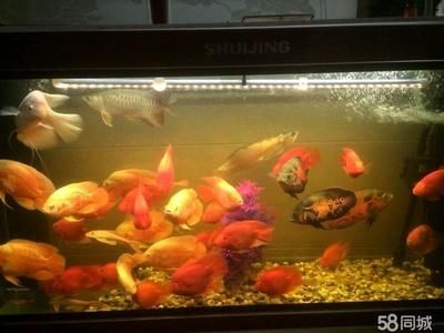 80的魚缸可以養(yǎng)幾條金魚：80厘米的魚缸可以養(yǎng)5條金魚嗎？