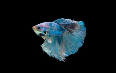 觀賞魚的軟件有哪些（觀賞魚養(yǎng)護秘籍）