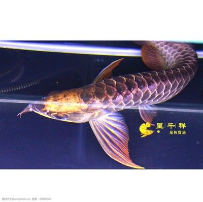舟山龍魚vs祥龍魚場(舟山龍魚與祥龍魚場的區別) 全國水族館企業名錄 第5張 舟山龍魚vs祥龍魚場(舟山龍魚與祥龍魚場的區別) 舟山龍魚vs祥龍魚場(舟山龍魚與祥龍魚場的區別) 全國水族館企業名錄 第5張