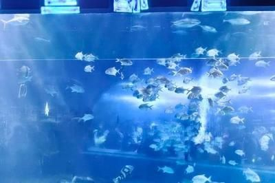 邯鄲水族館vs祥龍魚場（邯鄲市叢臺區七彩水族館和祥龍魚場的經營產品對比）