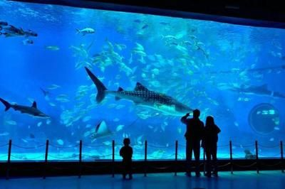 煙臺水族館vs祥龍魚場（煙臺水族館與祥龍魚場）