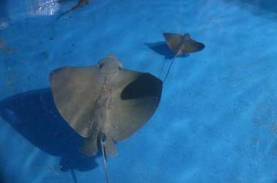 煙臺水族館vs祥龍魚場（煙臺水族館與祥龍魚場）