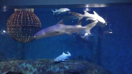 煙臺水族館vs祥龍魚場（煙臺水族館與祥龍魚場）