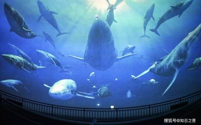 煙臺水族館vs祥龍魚場（煙臺水族館與祥龍魚場）