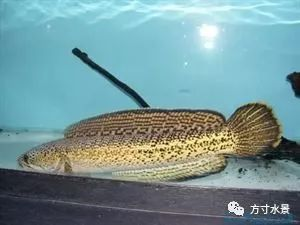 雷龍魚品種圖鑒，雷龍魚品種介紹