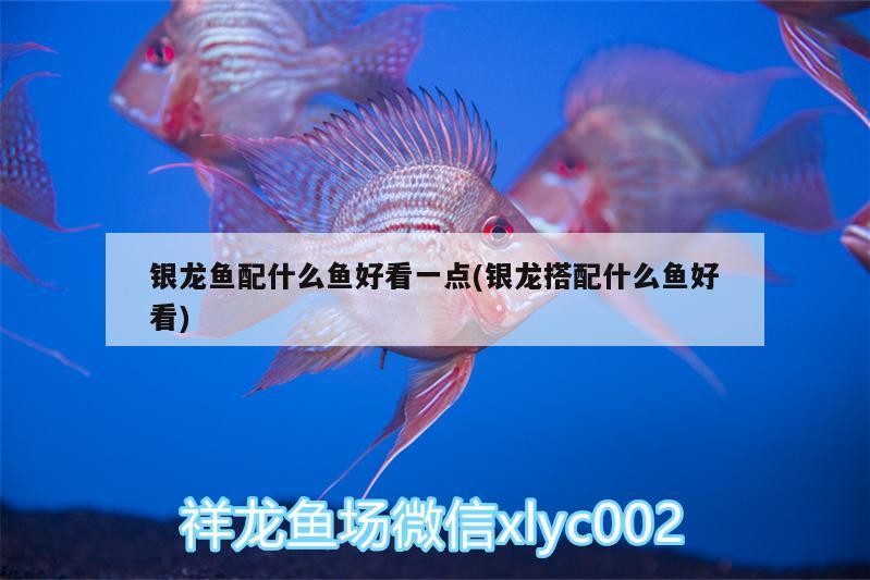 銀龍魚配什么魚好看一點(diǎn)(銀龍搭配什么魚好看)