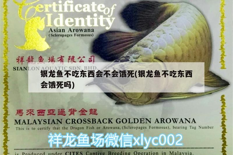銀龍魚不吃東西會不會餓死(銀龍魚不吃東西會餓死嗎)